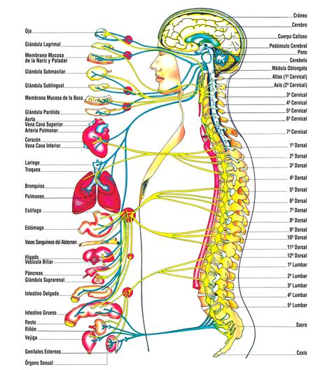 el sistema nervioso autonomo nativa  ancestral