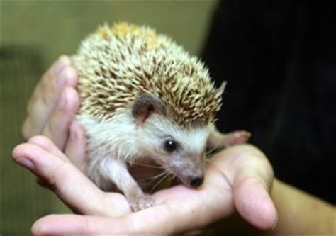 jersey hedgehogs  sugar gliders  sale  pet world