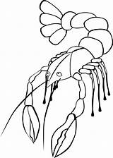 Lobster Coloring Drawing Pages Cartoon Sheets Marvelous Realistic Children sketch template
