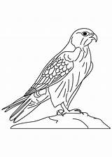 Falcon Bird Coloring Netart Peregrine Pages Wild Getcolorings sketch template