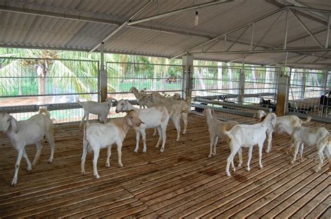 narasareddi goat farming