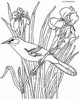 Mockingbird Coloring Pages Mississippi Getdrawings Getcolorings sketch template