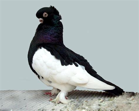 ikbhal pigeon