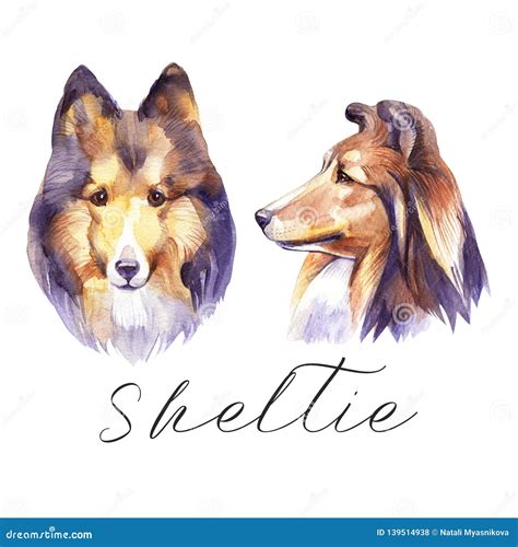 sheltie portrait dog watercolor hand drawn illustration stock