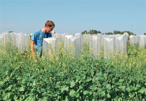 north dakota research into specialty crops flourishes farm flavor