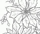 Poinsettia Christmas Coloring Outline Flower Drawing Clipart Clip Library Popular Pages sketch template