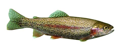 rainbow trout aquaponics wiki
