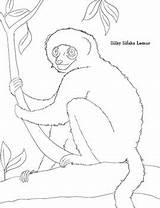 Coloring Sheets Endangered Primate Species Preview sketch template