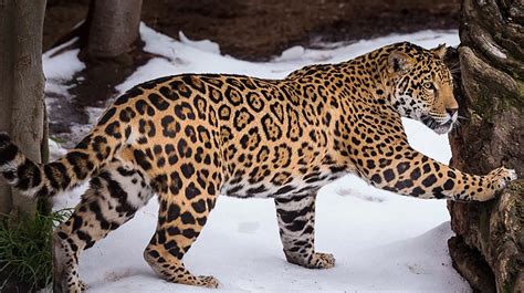 genes jaguar rosette announcements news flight rising