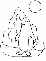 Coloring Pages Penguins Animals Print Easily sketch template