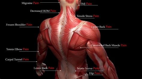 muscle layers santa barbara deep tissue riktr pro massage nicola lmt