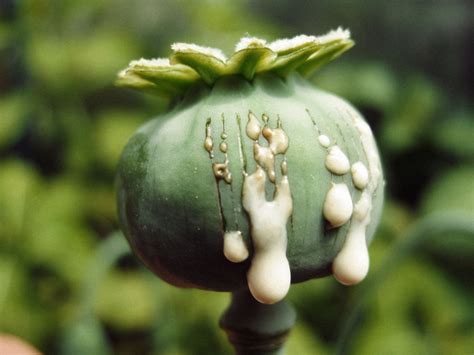 ayurvedic gyan afim aopium poppy papaver somniferum