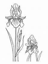 Iris Coloring Flower Pages Clipart Printable Flowers Book Popular Library sketch template