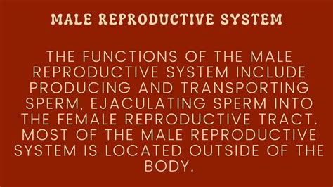 human reproductive system male and female youtube