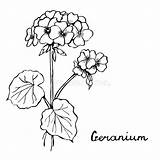 Geranium sketch template