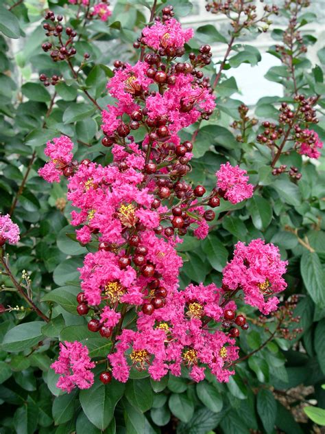 pink flowering bushes images pictures becuo