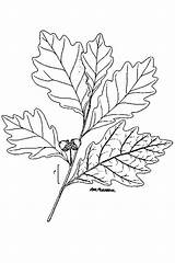 Quercus Drawing Wetland Getdrawings Oak sketch template