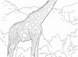 Giraffe Coloring Realistic Pages Adult Getcolorings sketch template