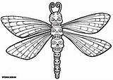 Coloring Dragonfly sketch template