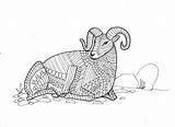 Coloring Pages Sheep Horns Bighorn Search Again Bar Case Looking Don Print Use Find Top sketch template
