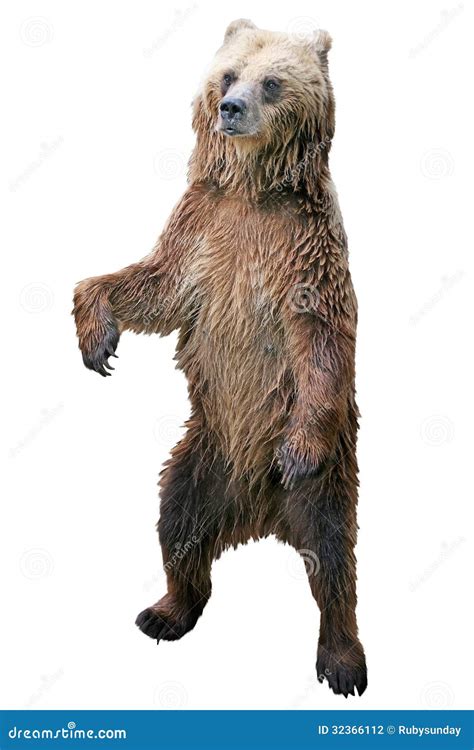 brown bear standing stock photography image