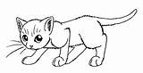 Warrior Cat Kits Coloring Pages Cats Kit X3c X3cb sketch template