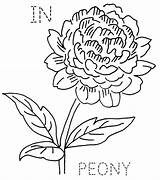 Indiana Drawing Flower Peony State Embroidery Template Tattoo Flickr Flowers Coloring Via English Vintage Getdrawings sketch template