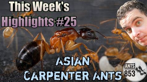 Asian Carpenter Ants This Week S Highlights 25 Youtube