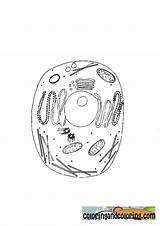 Animal Cell Coloring Labels Diagram Library Clipart Popular sketch template