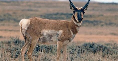 antelope hunting season pinterest wild life zoos  wildlife