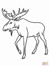 Coloring Bull Moose Pages Drawing Antlers Reindeer Printable Sheets Elk Draw Drawings Cartoon Color Only sketch template