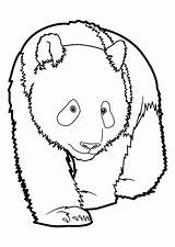 Coloring Pandas Pages Kids Print Printable Children Funny Justcolor sketch template