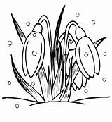 Colorat Ghiocei Planse Flori Pentru Primavara Imagini Fise Copii Desene Gradinita Desenat Lucru Ghiocel Snow Vestitorii Primaverii Usoare Snowdrop Martie sketch template