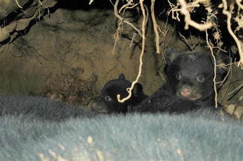 backyard beasts fridays black bear den
