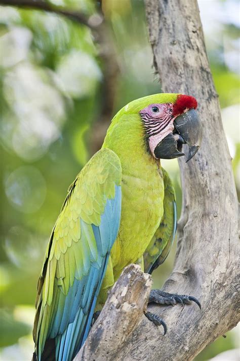 great green macaw photograph  science photo library fine art america