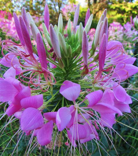 cleome  photo gallery photo photo galleries