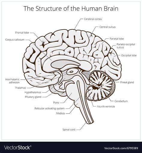 anatomy brain  human gif ceiling art design