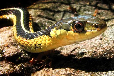 snakes strident sibilants spoil  serpents spoken statements