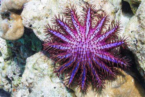 crown  thorns starfish attack jstor daily
