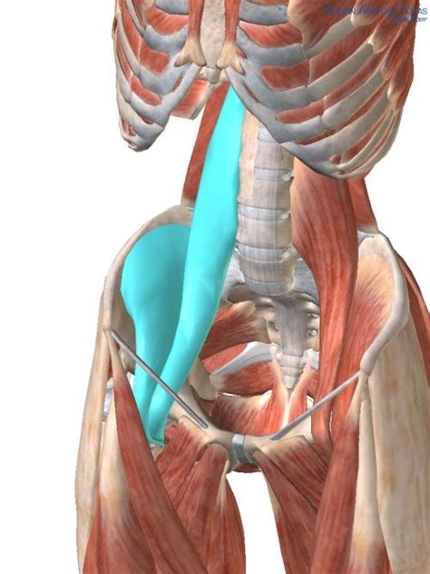 the muscle that separates the good from the great the iliopsoas