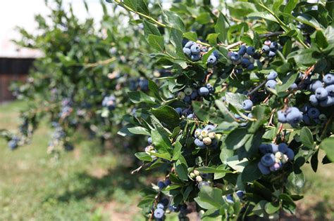 advent   high berries growing blueberries  zone