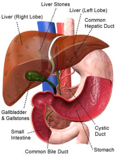 liver transplant       hubpages