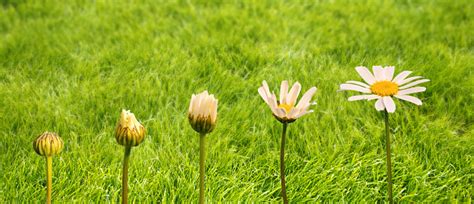 Stages Of Growth And Flowering Of A Daisy Green Grass Background Life