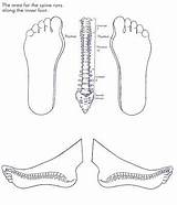 Reflexology Medial sketch template