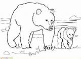 Grizzly Hewan Sketsa Mewarnai Darat Berkaki Orsi Osos Kumpulan Gambarcoloring Empat Beruang Marimewarnai Ositos Putih Koleksi Orso Supercoloring Dibujo Disegnare sketch template