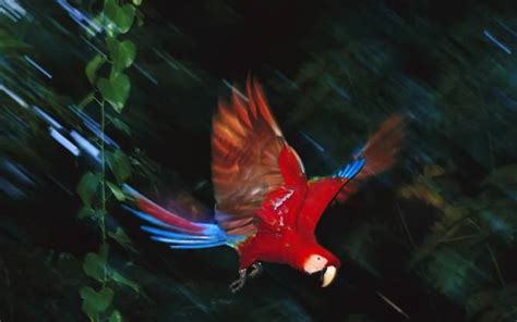 hd animals parrot bird flying
