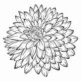 Dahlia Flower Drawing Vector Background Beautiful Drawings Monochrome Illustration Isolated Outline Coloring Invitations Greeting Cards Birthday Wedding Line Tattoo Pages sketch template