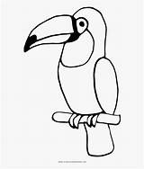 Toucan Coloring Colouring Clipart Kindpng Library sketch template