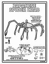 Crab Spider Coloring Japanese Pages Reading Activities Resources Preview sketch template