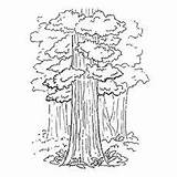 Coloring Redwood Tree Pages Drawing Choose Board 230px 56kb sketch template